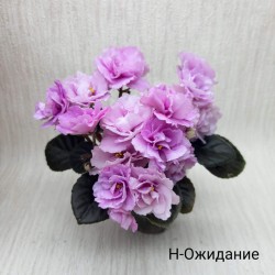 Н-Ожидание